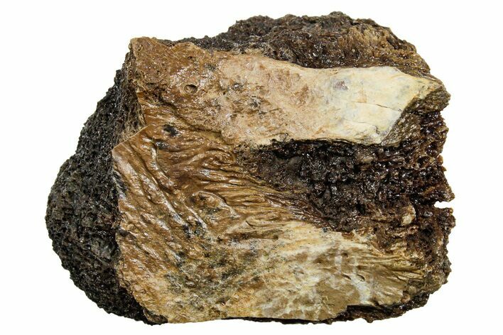 Fossil Tyrannosaur (T rex) Vertebra Section - Wyoming #350462